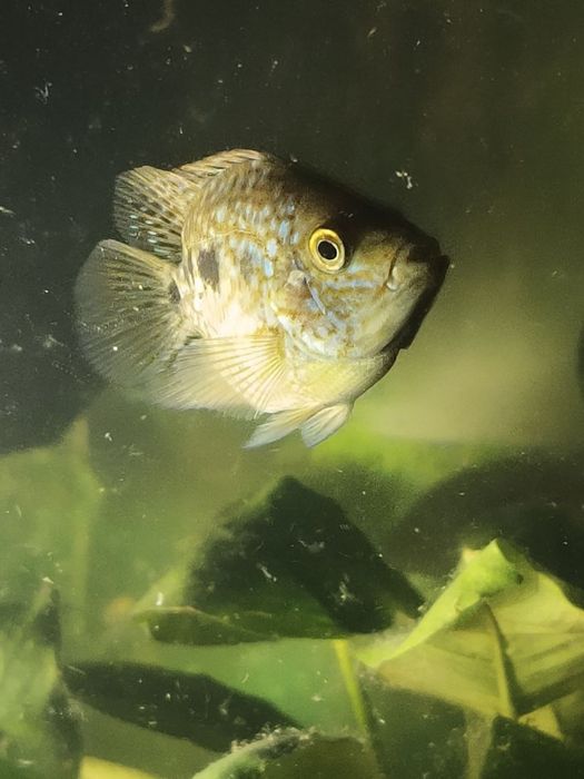 Рыбки бриллиантовая цихлазома аквариум домашние питомцы