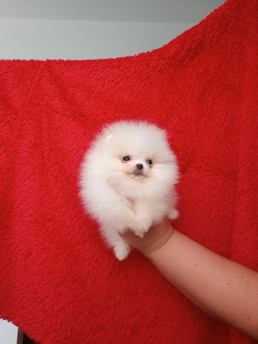 *Pomeranian Mikro okruszek CHIRO Wyjątkowy misio Aktualny*