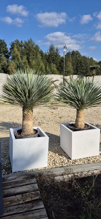 Yucca rostrata.  Yuca rostrata.  Trachycarpus fortunei