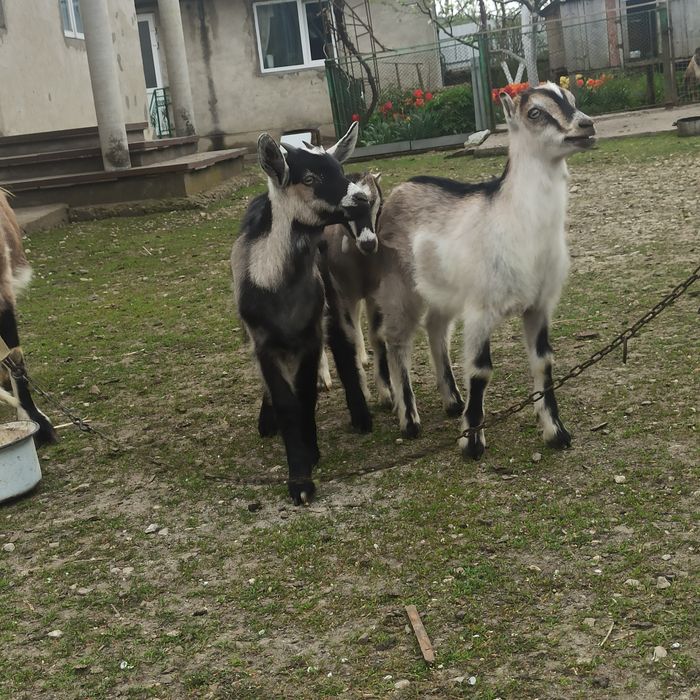 Продам кізочок від хорошої кози