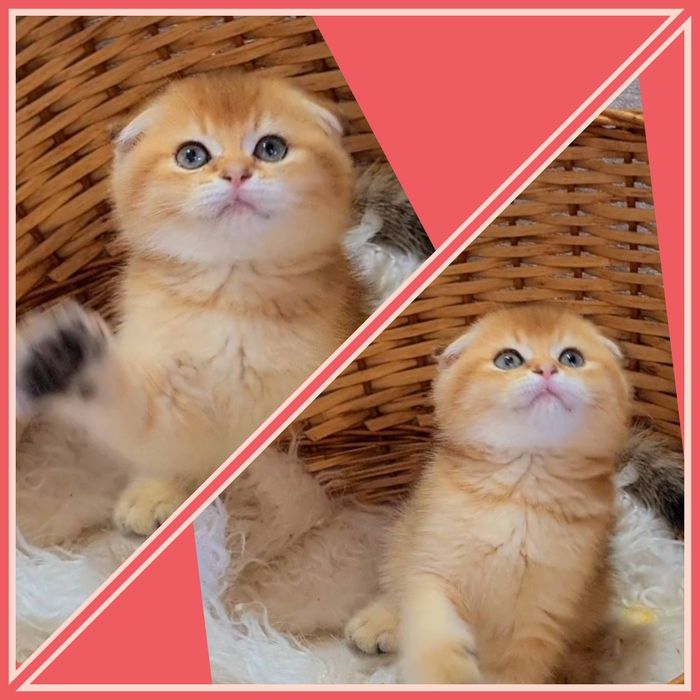 Золотая шиншилла мальчик красавчик