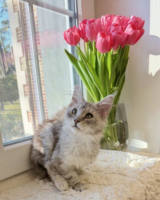 Мейн Кун - весняний подарунок