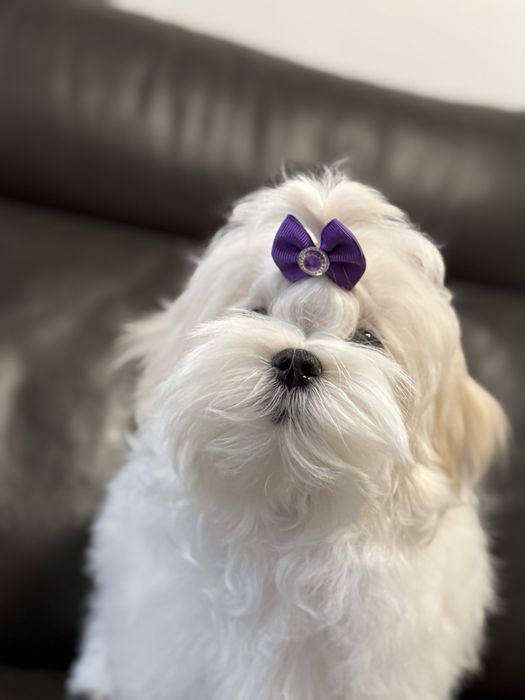 Piesek maltańczyk z rodowodem ZKwP FCI