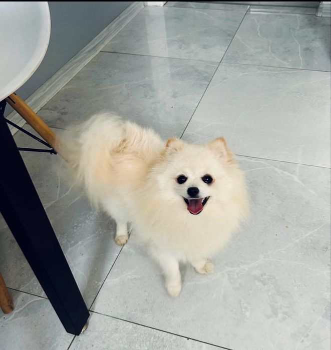 **Beza** Szpic miniaturowy, pomeranian