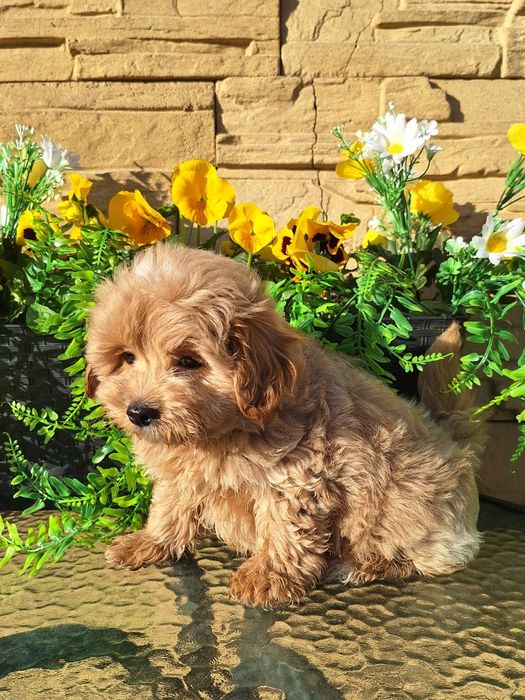 Maltipoo szczeniaczek z rodowodem