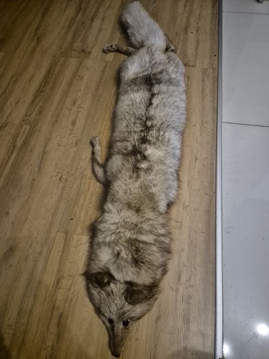 Szal z lisa prawdziwy