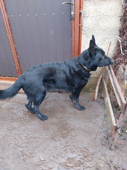 Німецька вівчарка, в'язка