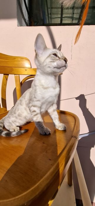 Бенгальський хлопчик