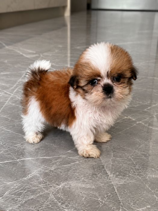 Shih-tzu uroczy szczeniak zdrowy zadbany gotowy do odbioru