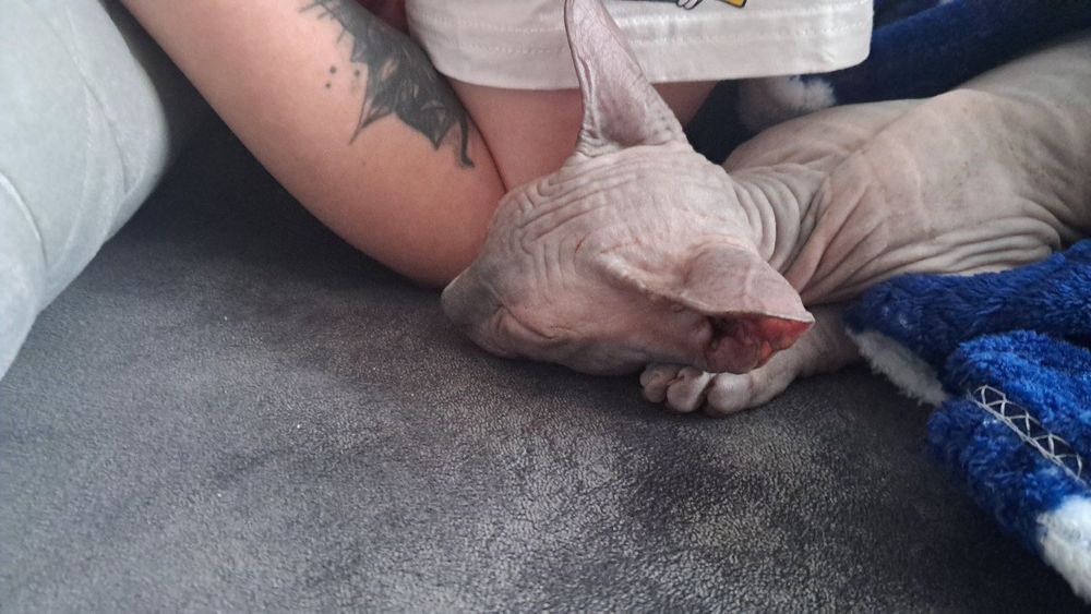 Продам Канадського сфінкса