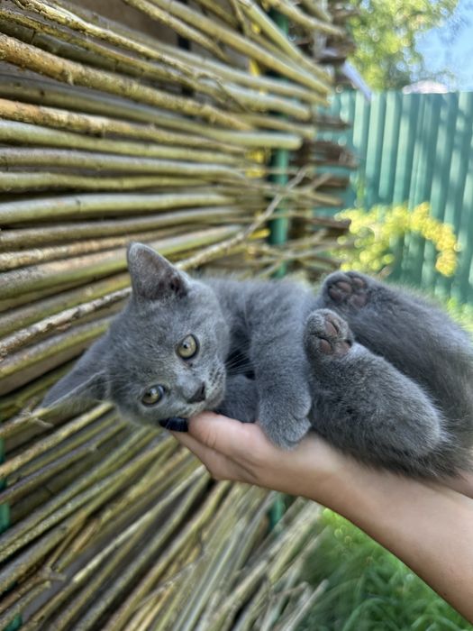 Кошенята сіренькі в добрі руки
