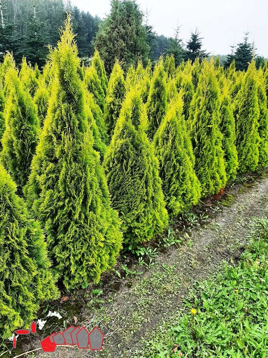 tuja tuje Złoty Szmaragd 200 cm