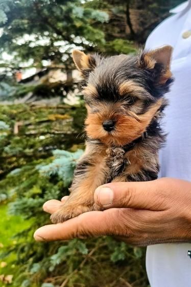Yorkshire terrier  Piesek
