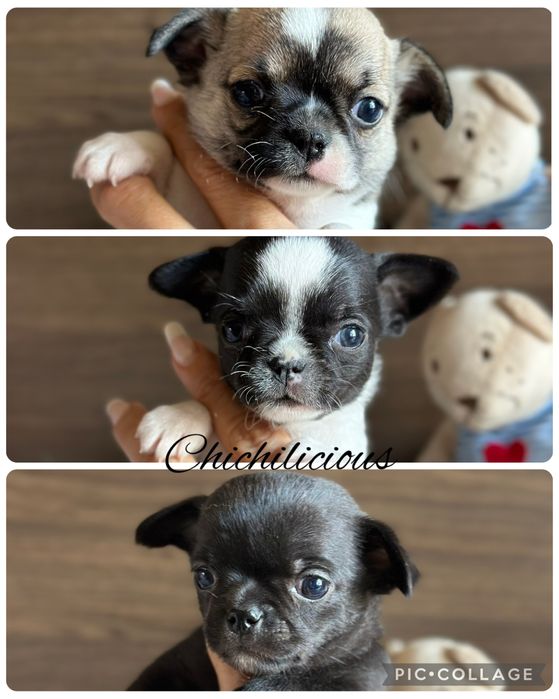 CHIHUAHUA chlopiec  :)