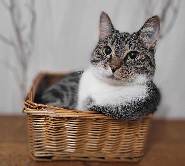 Nunu - kotka z problemami nie może znaleźć domu