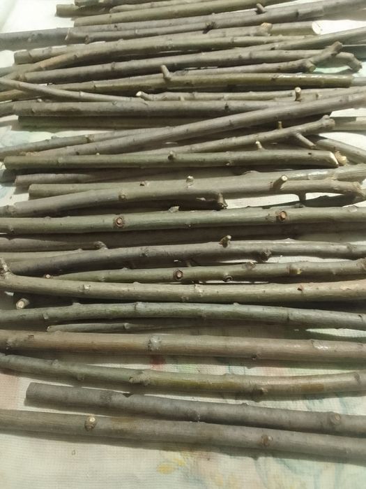 Гілочки для гризунів