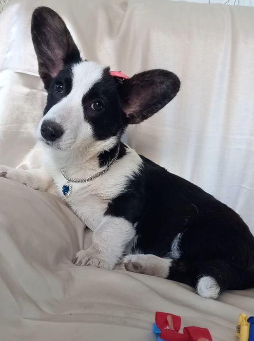 Наша  улюблениця,  дівчинка   коргі !