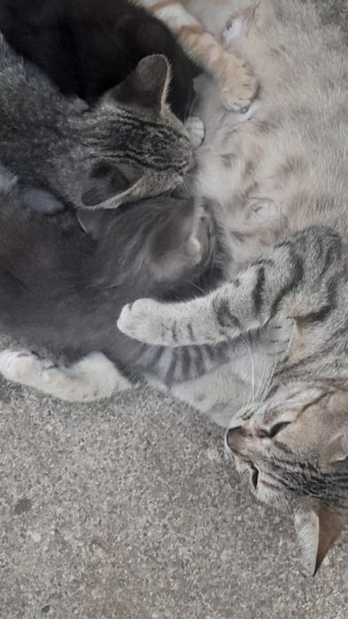 Gatinhos para Doação