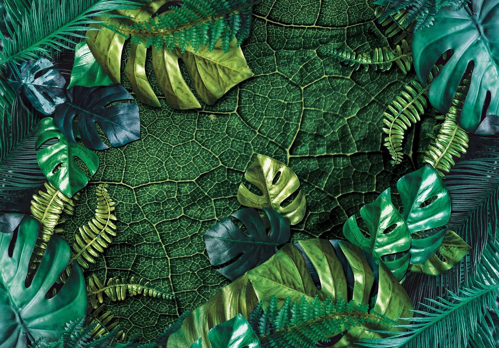 Fototapeta Liście Monstera Zieleń Natura 3D Na Twój Rozmiar + KLEJ