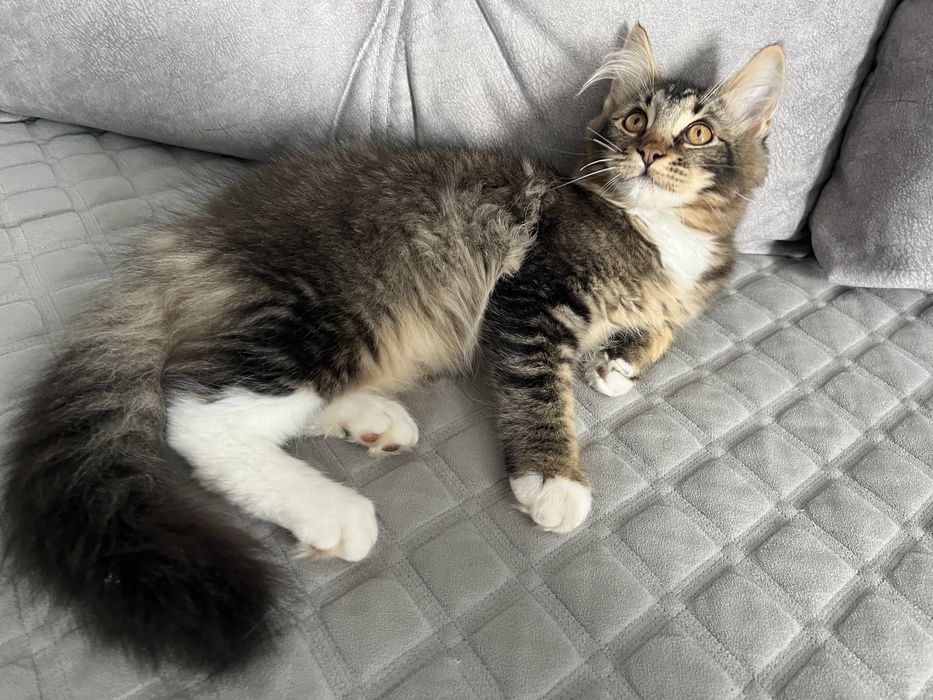 Котик Мейн-кунчик