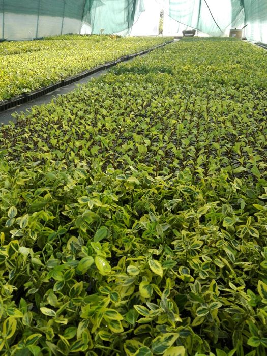 Trzmielina Emerald Gold, Tawuła Gold mund, Gold flame, Gęstokwiatowa