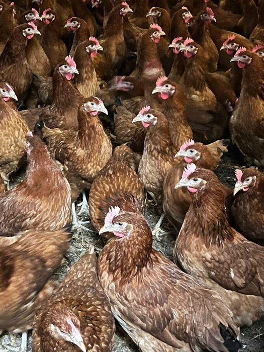 Kury na jajka Rosa z jajkiem, Leghorn