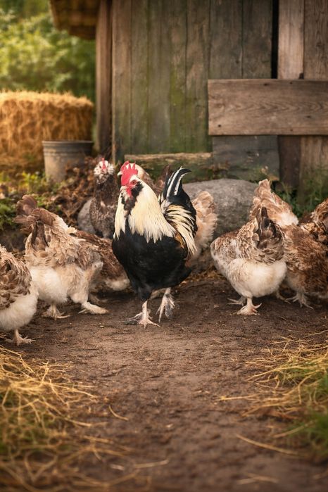 Jaja jajka lęgowe FAWEROLI łososiowej FAWEROLA FOSOSIOWA Kura kogut