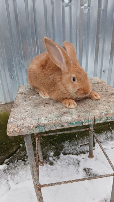 Кролі породи Бургунці