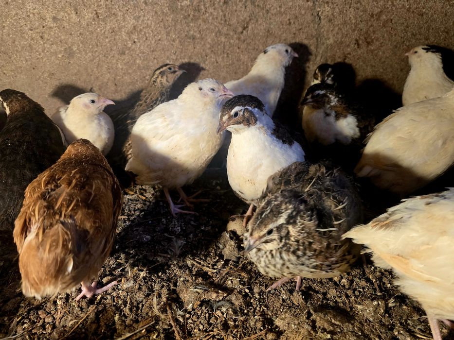 Przepiórki z jajkiem