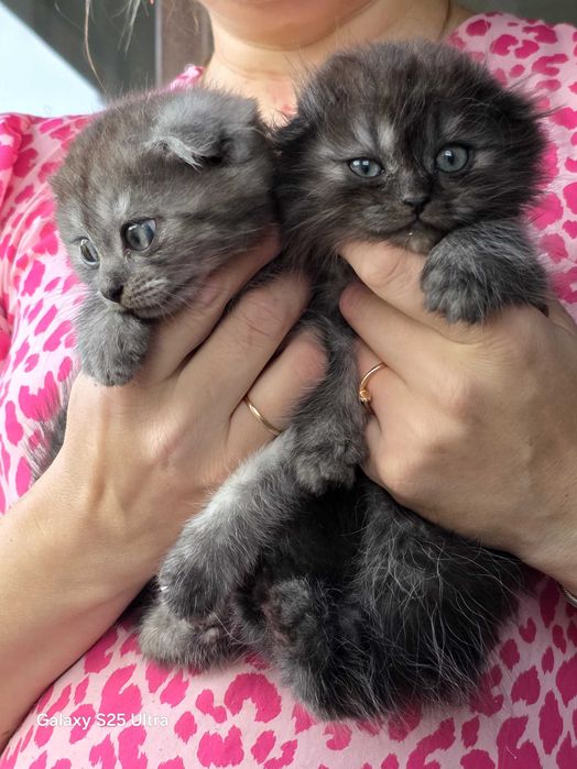 Кошенята  шиншилки
