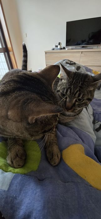 Adoção Conjunta | 2 Gatos Machos Esterilizados | Irmãos Inseparáveis
