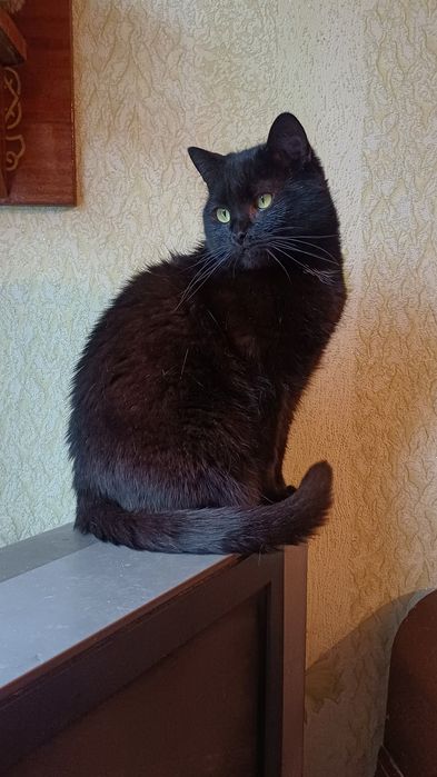 Віддам котика для добрих господарів