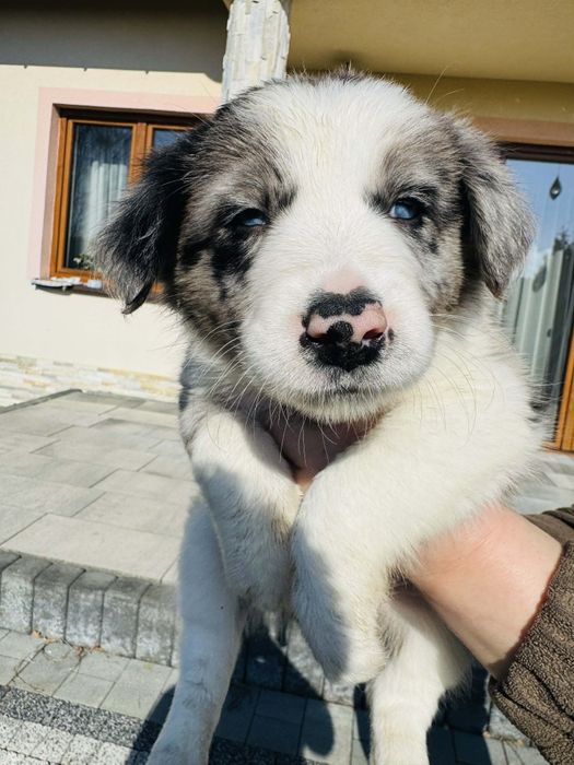 Szczeniaczek Border collie