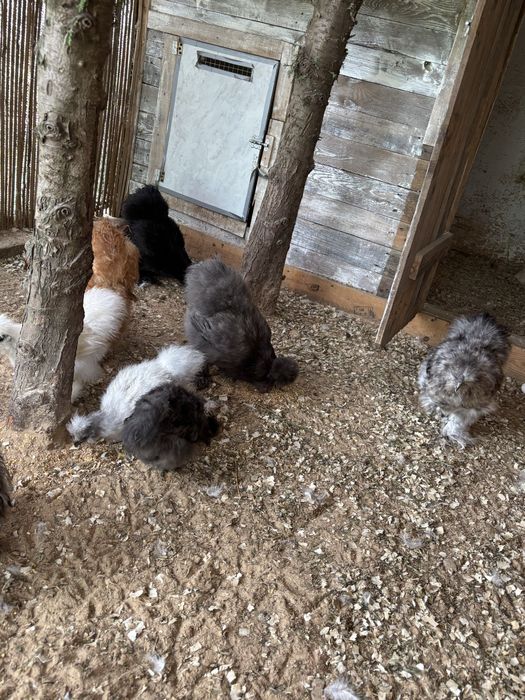 Jaja jajka legowe kurek silki w różnych barwach