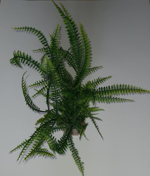 Paprotka roślina dekoracja do akwarium terrarium