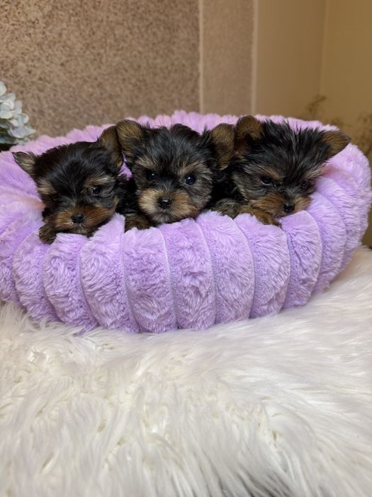 Шикарні супер мініки