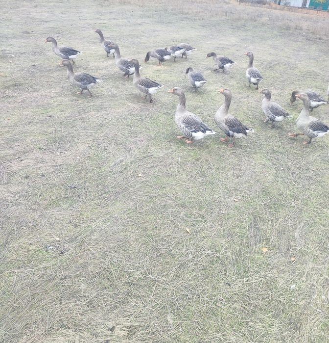 Велика Сіра гуска