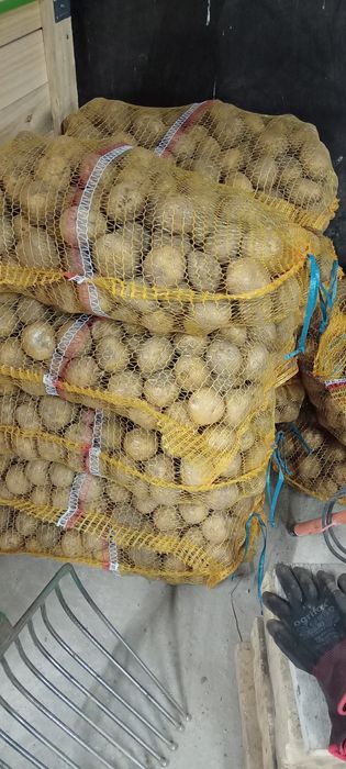 Ziemniaki Bryza Jadalne