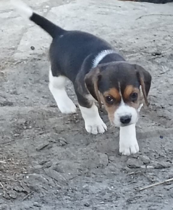 Śliczny piesek- Beagle