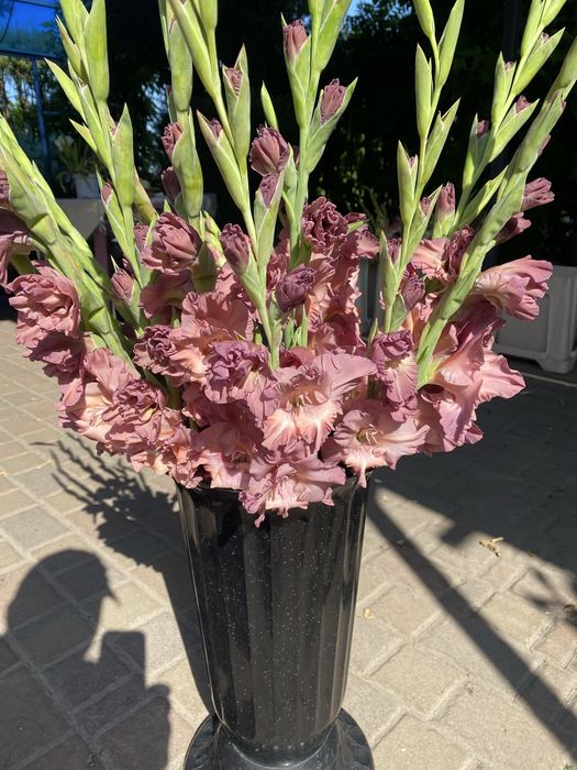 Цибульки гладіолусів комерційних сортів