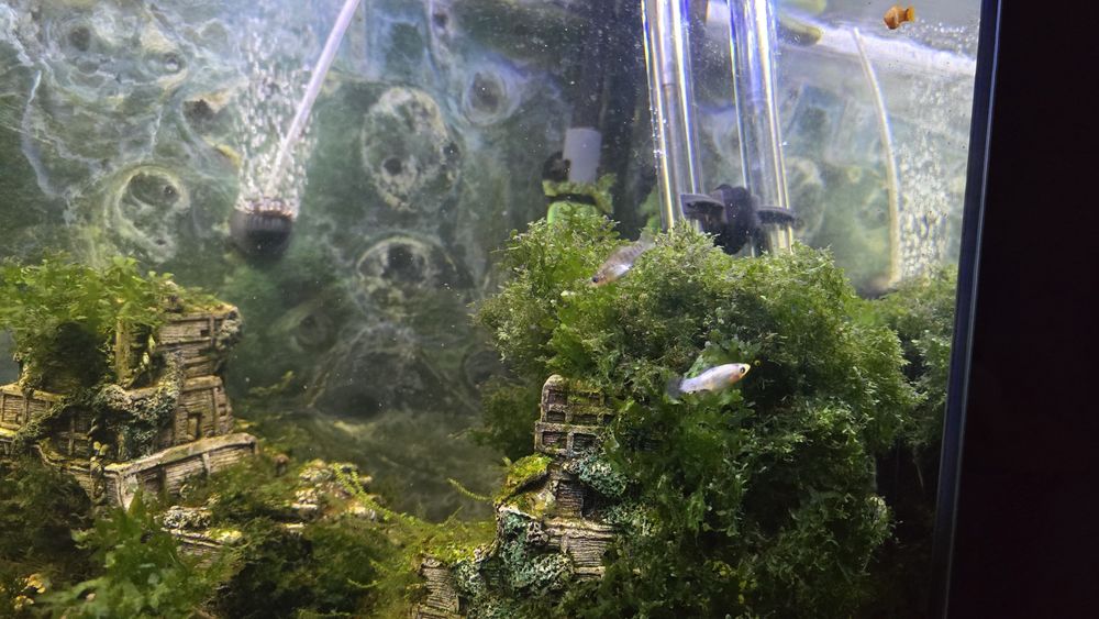 Mollys , Platys , Guppies