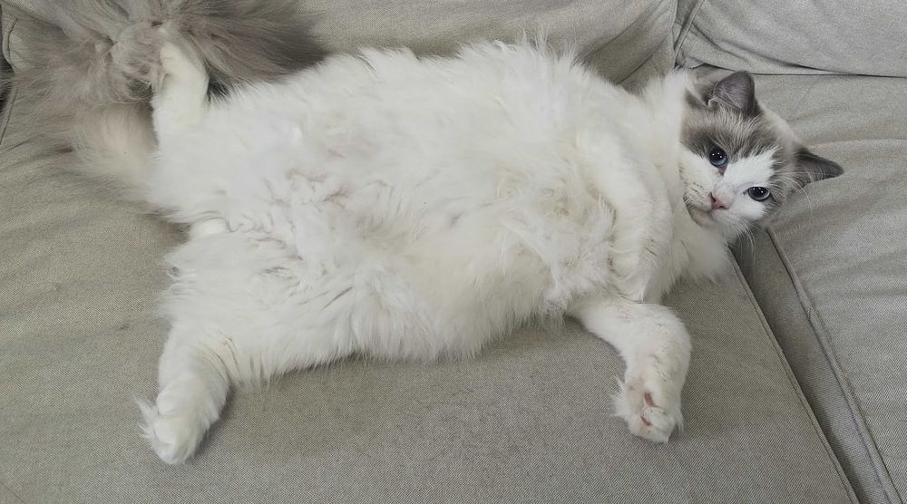 Nieustraszone Uosobienie Elegancji Ragdoll Seal Bicolour | PZF, WCF