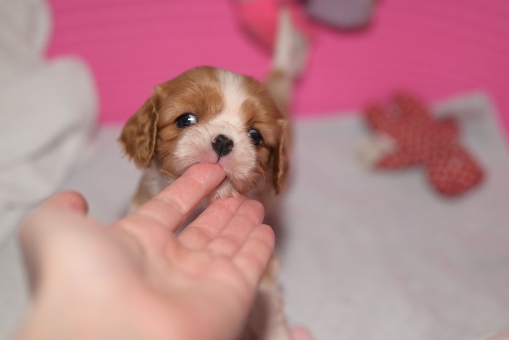 Дівчинка. Кавалер кінг чарльз спаниель. Бленхейм. КСУ/FCI