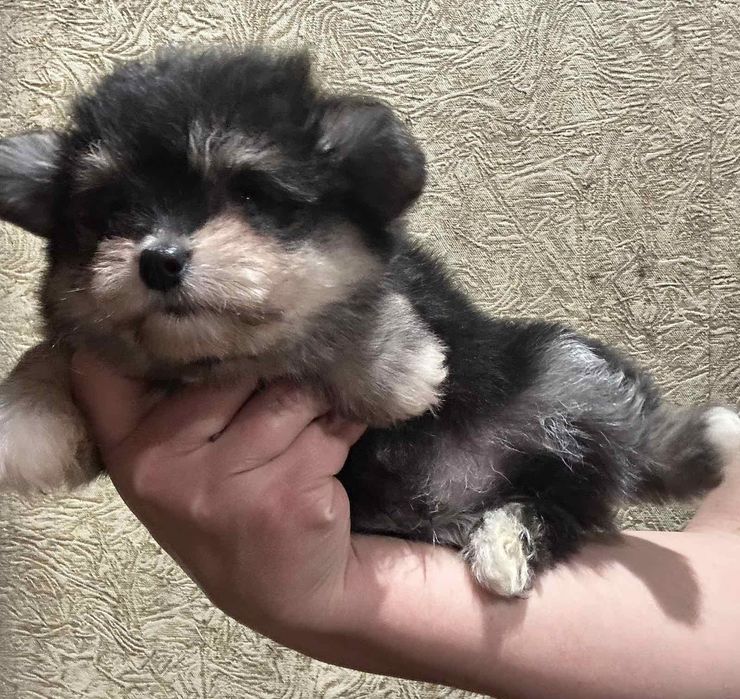 Мальтипу мальчики черно подпалые