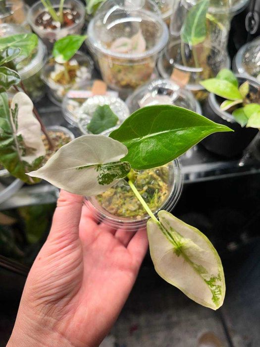 alokazja\alocasia longiloba albo