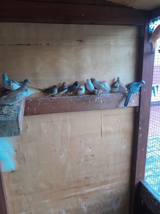 Zeberki, kanarki, gołąbki diamentowe