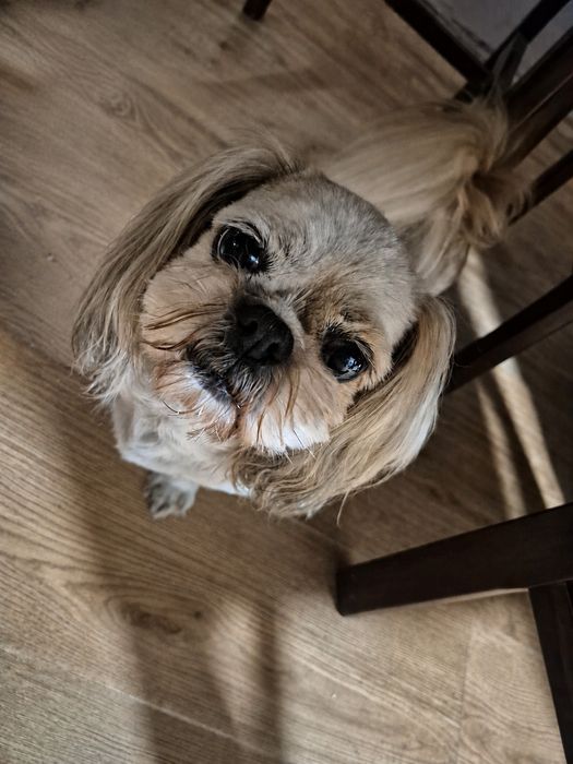 Shihtzu - szuka odpowiedzialnego domu