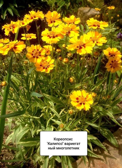 Кореопсис сорта ''Калипсо'' вариегатный 
Лучшие качества со
