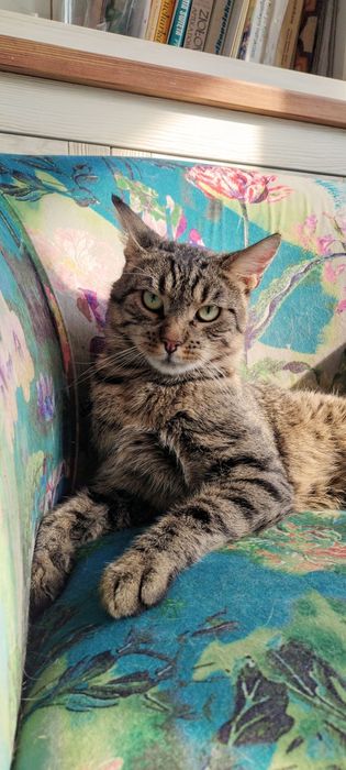 4- latek potrzebuje domu