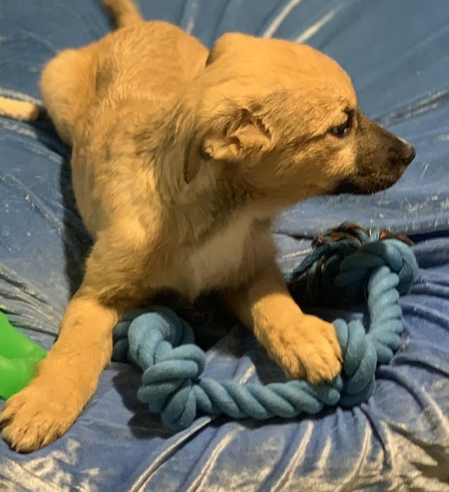 Цуценя дівчинка терміново шукає дім собака пес